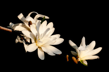 white magnolia flowers, close-up
