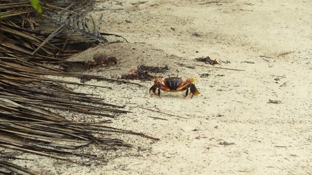 Large land crab walking