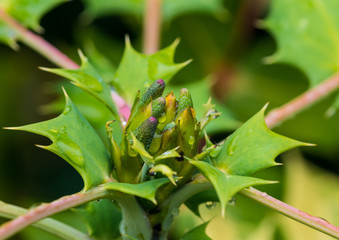 Budding Mahonia