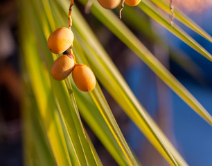 Dates on a palm branch at sunset