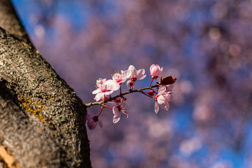 Small tree branch full of pink flowers