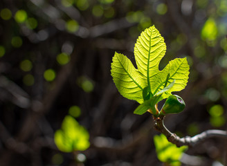 Fig leaf lit by the sun in the forest