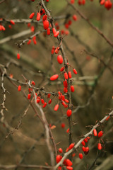 autumn background of a barberry Bush with red berries on the background of bare branches with thorns