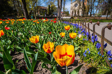 tulipany w parku, wiosna, małopolska, krzeszowice
