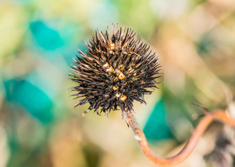 Spent Coneflower