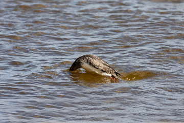 Sinking red breasted merganser catching fish on the lake