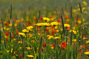  yellow daisies in the field among green ears of wheat and red poppies