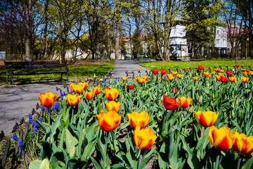 Naklejka premium tulipany w parku, wiosna, małopolska, krzeszowice