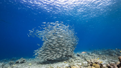 Naklejka na ściany i meble Bait ball / school of fish in turquoise water of coral reef and Sea Anemone in Caribbean Sea / Curacao