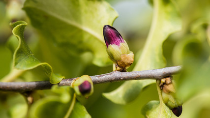 Budding Pittosporum