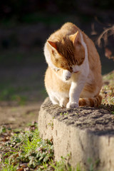 毛繕いする猫・茶トラ猫