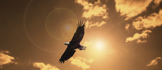 silhouette eagle flying against evening sunset sky with lens flare.