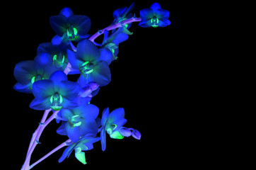 Orchid flowers glow blue neon on black background