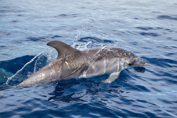 A jumping wild atlantic spotted dolphins, Stenella frontalis, sighted during a whale watching trip in front of the coast between Pico and Faial, in the western Açores Islands.