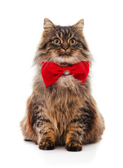 Kitten with butterflie.