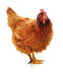 Young brown chicken.