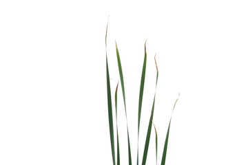Wild grass leaves with wind blowing on white isolated background for green foliage backdrop 
