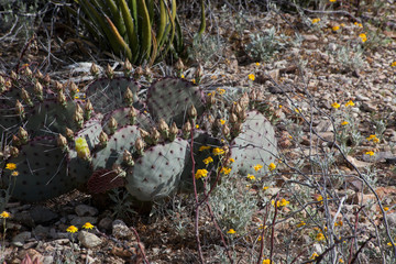 Prickly Pear Cactus