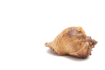 Seashell isolated on a white background. The inhabitants of the sea. Shell with place for text. An article about vacation and vacation at sea.