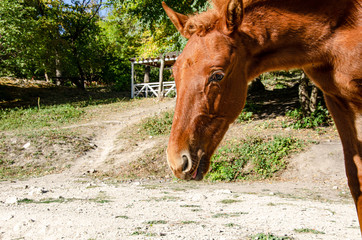 Portrait of a horse, foal while walking on a pasture.