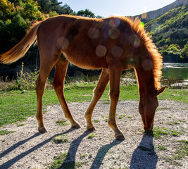 A foal grazing on the lake at sunset in summer.
