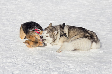 Naklejka premium Cute pembroke welsh corgi puppy and siberian husky are playing in the winter park. Pet animals.