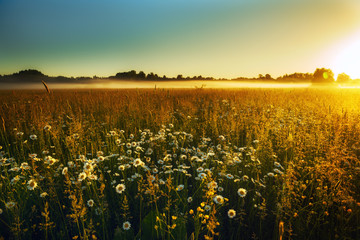 Path in a foggy field with blooming different wildflowers in spring. The sun rising in the fog over...