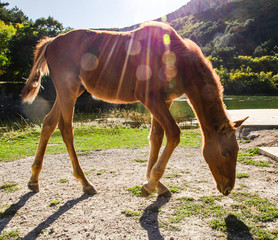 A foal grazing on the lake at sunset in summer.
