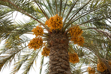 Dates clusters on tree
