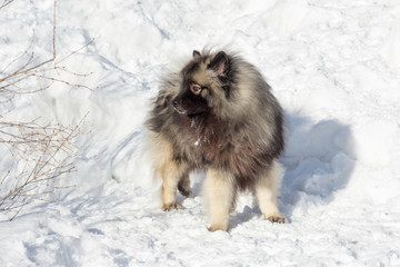 Deutscher wolfspitz puppy is standing on a white snow in the winter park. Keeshond or german spitz. Pet animals.