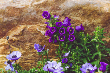 Canterbury bells and anemones in the stone garden. Background with violet flowers. Rockery, alpine...