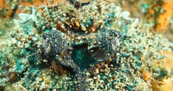 devil scorpionfish scenery close up on sand underwater scorpion fish scenery tropical waters