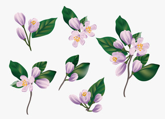 Watercolor violet  flowers isolated on a white background. Realistic hand painted vector illustration of cherry, jasmine floral elements for greeting cards, garden bouquets, arrangement,  invitations