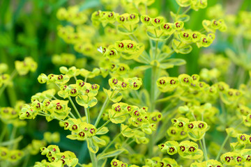 flowers of Ascot Rainbow Euphorbia