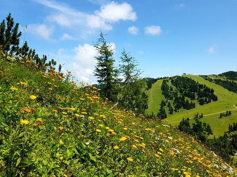 Blumenwiese am Hochkar