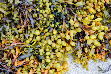Bladderwrack (Fucus vesiculosus) seaweed closeup