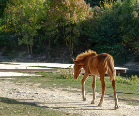 A foal walking along a dirt mountain road near a lake.