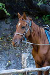 A horse tied at a stall amid a mountain forest climb.