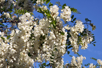 White acacia blooms in nature