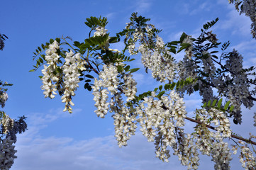 White acacia blooms in nature