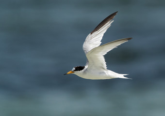 Saunders tern flying