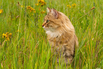 Striped brown cat walks and hunts in the green grass in the field. An animal in nature.