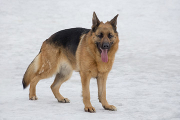 Cute german shepherd dog is standing on a white snow in the winter park. Pet animals.