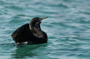 Socotra cormorant swimming