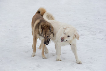 Naklejka na ściany i meble Labrador retriever and west siberian laika are playing on a white snow in the winter park. Pet animals.