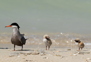 Fototapeta na wymiar White-cheeked Tern: mother and chicks.