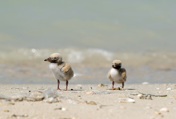 Chicks of White-cheeked Tern