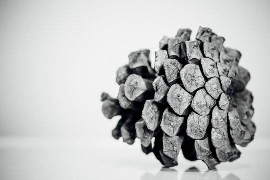 Close-up Of Pine Cone On White Background