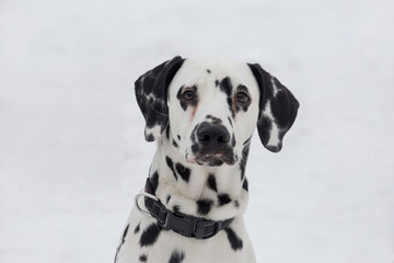 Cute dalmatian puppy is looking at the camera. Pet animals.