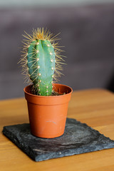 Blue Columnar Cactus growing in a brown plastic pot